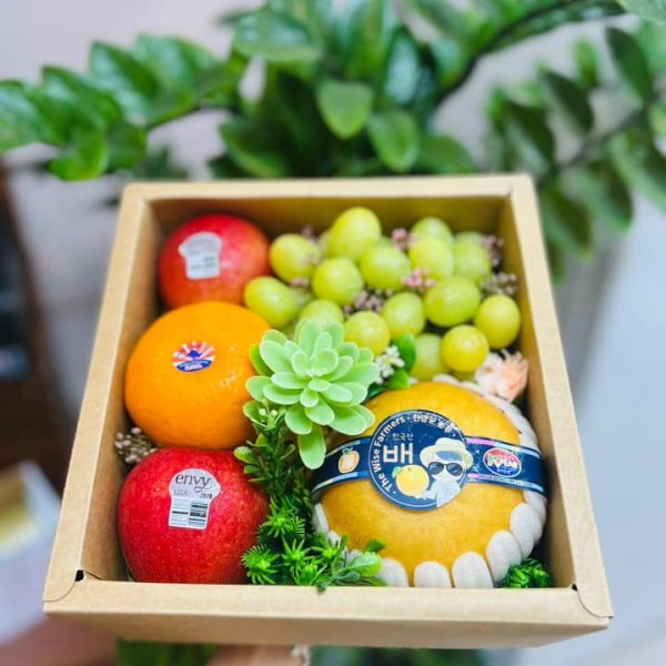 Hộp & Khay Quà Trái Cây Mới Nhất 2026