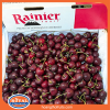 Cherry Mỹ Rainier - Chủng Skeena