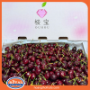Cherry mỹ - Chủng Skeena