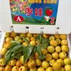 Hồng táo tàu - Thùng 4,2kg